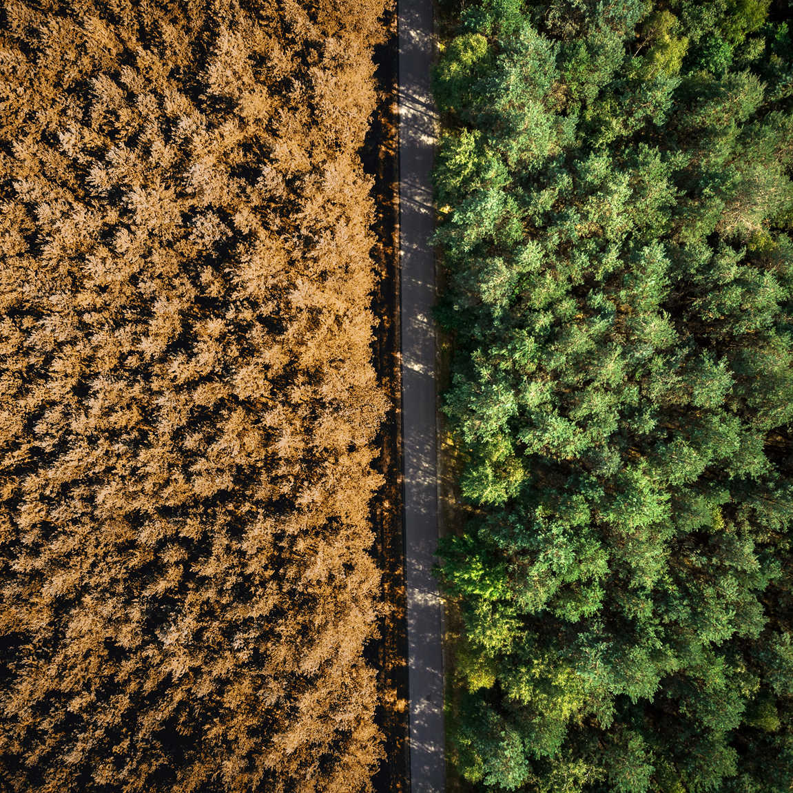 AB Ormansızlaşma Yönetmeliği (EUDR) Uyumu Çalışması 2